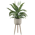Potted Plant With Large Green Leaves In Woven Texture Pot On Wooden Stand