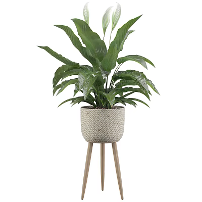 Potted Plant With Large Green Leaves In Woven Texture Pot On Wooden Stand 3d model