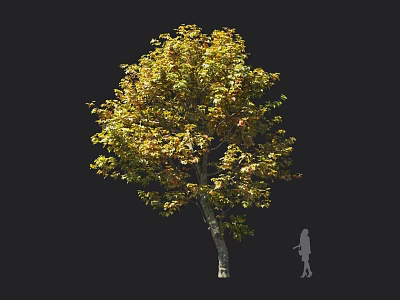 Tall Arbor With Yellow Green Leaves And Dense Canopy Near Human Silhouette 3d model