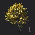 Tall Arbor With Yellow Green Leaves And Dense Canopy Near Human Silhouette
