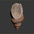 Marine Conch Animal Close Up View Of Shiny Spiral Shell With Orange And White Stripes