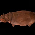 Modern Hippo 3d model