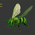 Green and yellow striped bee with transparent wings on black background and reflective surface