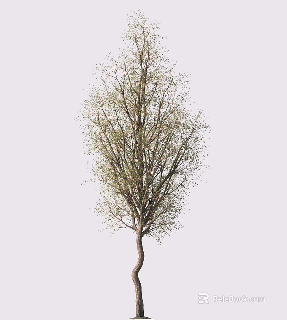 Natural Tree With Sparse Green Leaves And Curved Trunk On Light Background 3d model