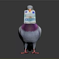 Gray White Pigeon With Purple Green Neck Holding Euro Banknote In Beak