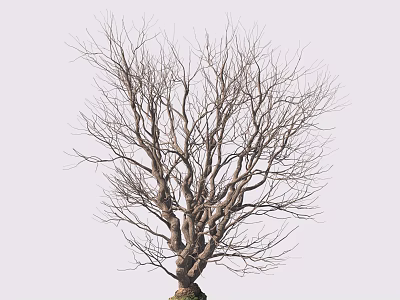Bare Tree With Twisted Branches And Thick Trunk On Light Background 3d model