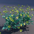 Vibrant Yellow Flowers with Feathery Green Leaves and Slender Stems in Lush Bloom