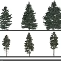 Six Evergreen Trees Arranged in Two Rows on White Background Isolated