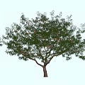 Tall Arbor With Lush Green Foliage And Brown Trunk Beside Woman Silhouette