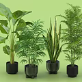 Various Green Leaf Potted Plants in Black Pots on Green Background