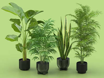Various Green Leaf Potted Plants in Black Pots on Green Background 3d model