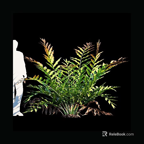 Fern Plant With Green And Bronze Fronds Against Black Background 3d model 