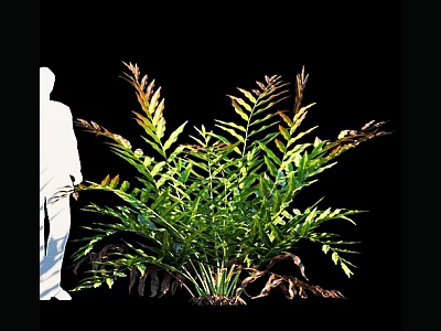 Fern Plant With Green And Bronze Fronds Against Black Background 3d model