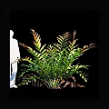 Fern Plant With Green And Bronze Fronds Against Black Background