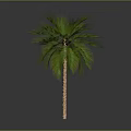 Tall Palm Tree with Green Fronds and Brown Trunk Isolated on Dark Background