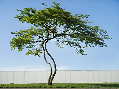 Curved Trunk Tree With Lush Green Leaves Against Blue Sky And White Wall 3d model