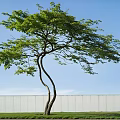Curved Trunk Tree With Lush Green Leaves Against Blue Sky And White Wall