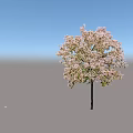 Lush Blooming Arbor With Pink Flowers Dark Trunk And Natural Shadow