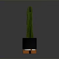 Green Cactus Plant In Black Planter With Orange Legs On Reflective Surface