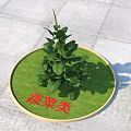 Healthy Fresh Vegetable Plant Placed on Green Mat with Red Text