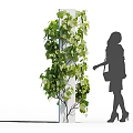 Modern Grapevine Fruit Tree 3d model