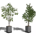Two Green Potted Trees In Gray Square Pots On Simple Background 3d model