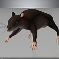 3D Model Brown Rat With Pink Ears White Paws And Black Eyes On Black Background