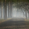 Natural Forest Road Highway Landscape 3d model