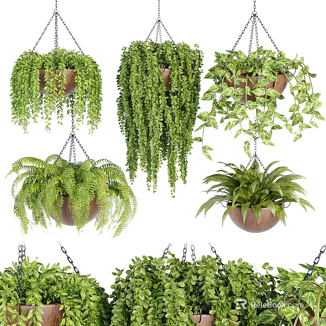 Various Hanging Basket Plants with Lush Green Foliage for Indoor Decoration 3d model 
