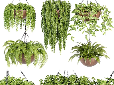 Various Hanging Basket Plants with Lush Green Foliage for Indoor Decoration 3d model