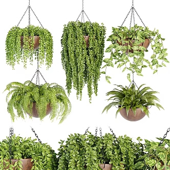 hanging plant potted plant 3d model