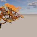 Autumn Tree With Colorful Orange Yellow Green Leaves And Curved Trunk