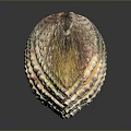Colorful Textured Seashell With Vibrant Red Yellow Green Hues On Dark Surface