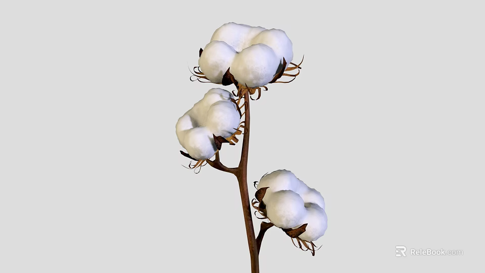 Natural Cotton Plant With Three White Fluffy Bolls On Brown Stem 3d model 