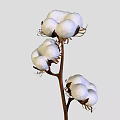 Natural Cotton Plant With Three White Fluffy Bolls On Brown Stem