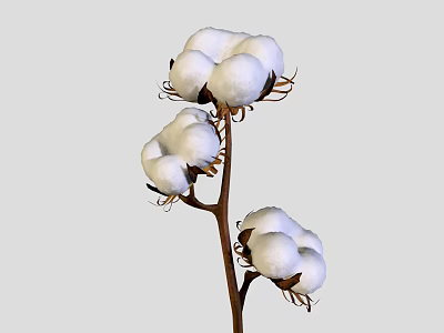 Natural Cotton Plant With Three White Fluffy Bolls On Brown Stem 3d model