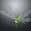 Detailed View Of Green Dragonfly With Transparent Wings On Dark Background