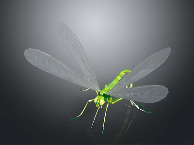 Dragonfly Thin-winged Dragonfly Le Fairy Dragonfly Purple Red Dragonfly Black Li-winged Dragonfly Big Blue Dragonfly 3d model