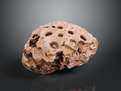 Unique Natural Brown Porous Aquatic Animal Coral Structure in Marine Habitat 3d model