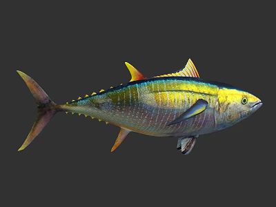 Colorful Marine Fish With Yellow Fins And Shiny Scales Isolated On Dark Background 3d model
