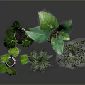 Various Green Leafy Potted Plants In White Pots With Different Sizes And Indoor Arrangement