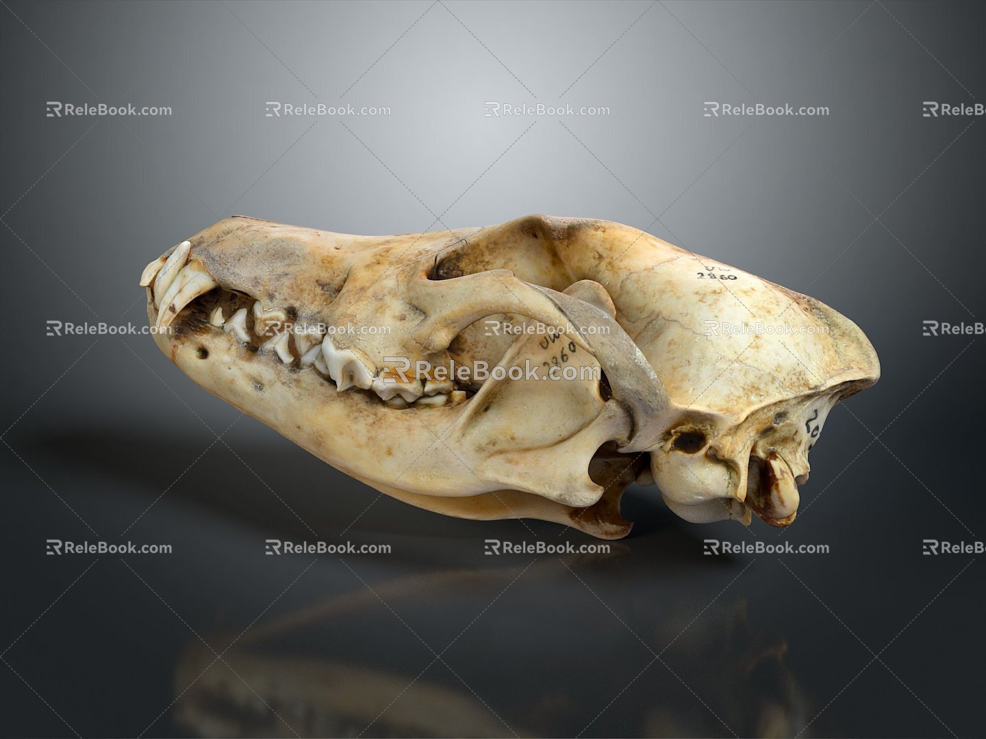 Skull Animal Skull Fossil Skull Skeleton Animal Skeleton Animal Skeleton Animal Skeleton Fossil 3d model