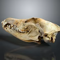 Detailed Animal Skull Anatomical Structure With Natural Teeth On Dark Background