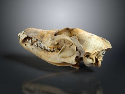 Detailed Animal Skull Anatomical Structure With Natural Teeth On Dark Background 3d model