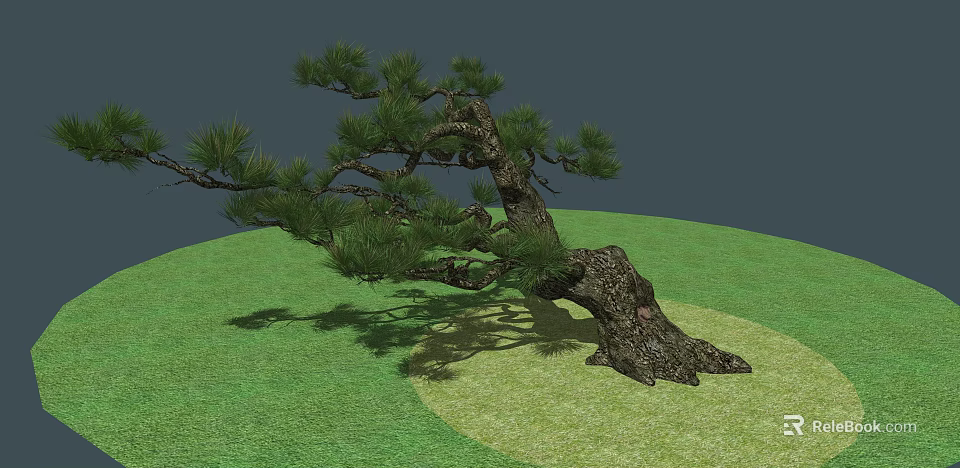 Shrub with Curved Trunk and Green Pine Needles on Green Grass Ground with Gray Background 3d model 