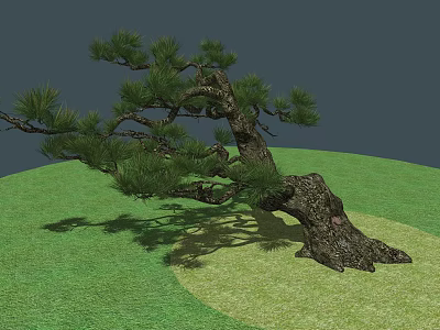 Shrub with Curved Trunk and Green Pine Needles on Green Grass Ground with Gray Background 3d model