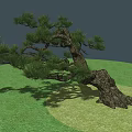 Shrub with Curved Trunk and Green Pine Needles on Green Grass Ground with Gray Background
