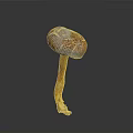 Vibrant Brown and Yellow Capped Mushroom Plant with Yellow Stem on Dark Background