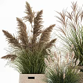 Potted Plants in Woven Baskets of Various Sizes with Ornamental Grasses for Natural Decor