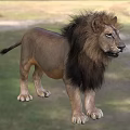 Majestic Male Lion With Thick Mane Standing On Lush Green Grassland